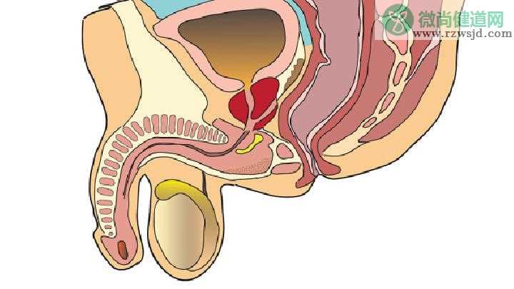 前列腺肥大怎么按摩 前列腺
