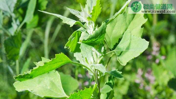 茵陈与艾草的区别