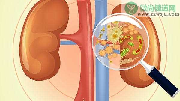 鸡肉怎么吃补肾 男性补肾食疗方