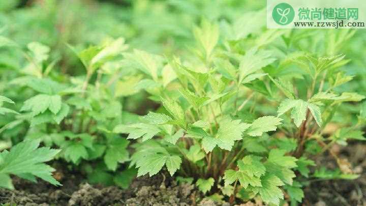 什么人不能用艾草枕头