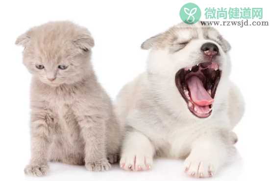 怀孕了就要把猫狗送走吗 怎么预防家宠感染弓形虫