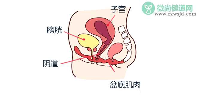 剖宫产和顺产哪个对盆底肌伤害更大 盆底肌损伤对女性有什么危害