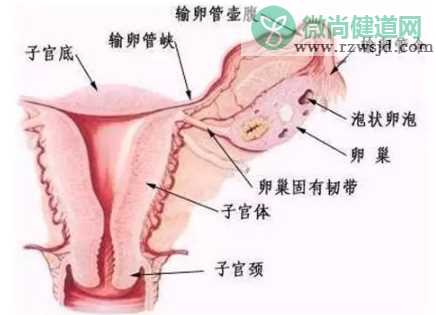 输卵管积水要不要切除 输卵管积水的检查方法