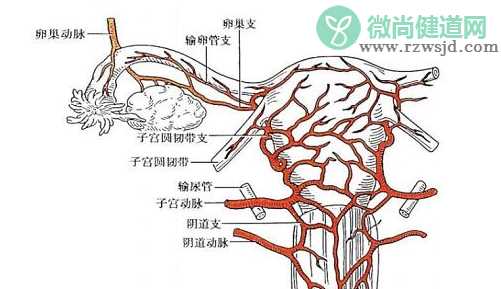 宫颈妊娠诊断标准 宫颈妊娠有哪些症状影响