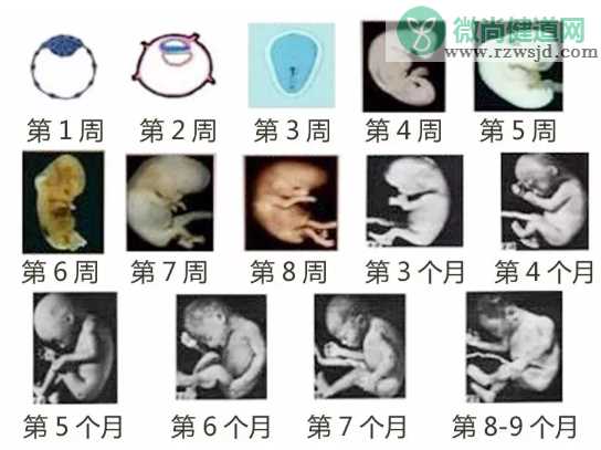 受精卵不是生命起源真的吗 