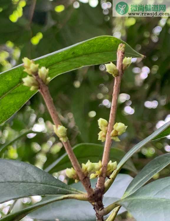 八月朋友圈桂花的说说 有关桂花的说说朋友圈