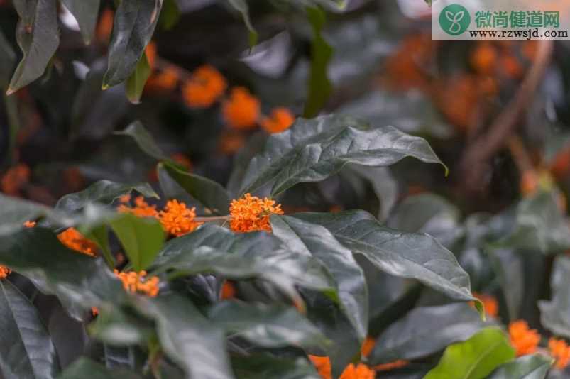 桂花说说个性朋友圈 闻到桂花香开心的心情感慨