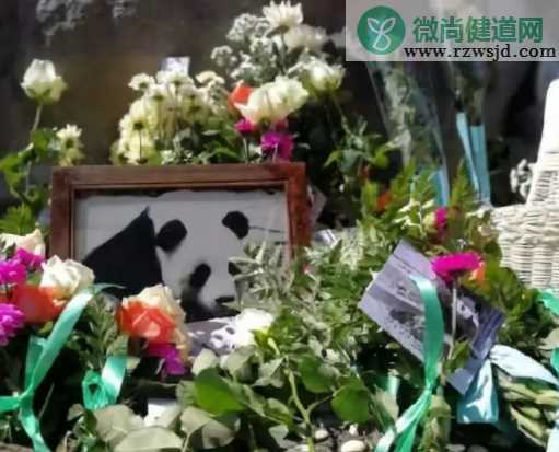 旅泰大熊猫创创死亡结果通报 熊猫创创死亡的原因是什么