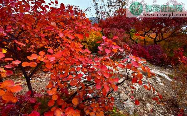 华北山地红叶进入观赏期 华北山地红叶最佳观赏期有