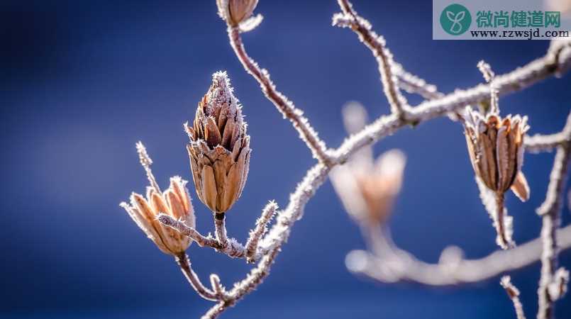 霜降节气相关的古诗词 关于霜降的古诗句