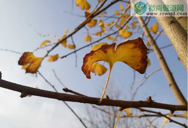 银杏叶掉落一地的唯美句子 