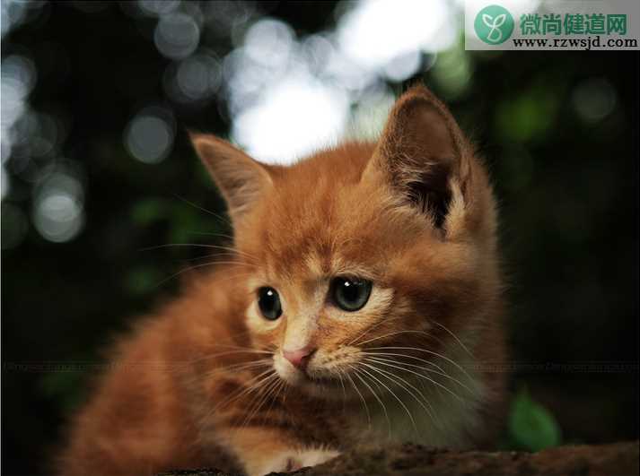 晒猫迷可爱照片的朋友圈说说 适合晒猫的朋友圈说说