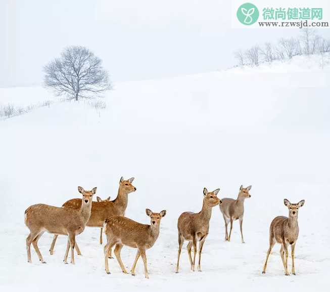 冬天到来怎么发朋友圈 冬天到来发朋友圈句子