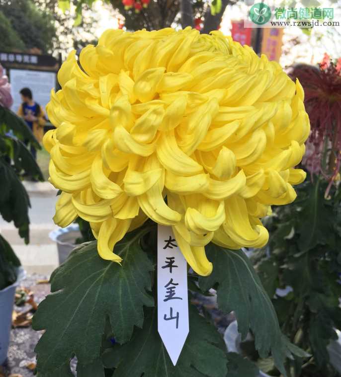 秋天去赏菊花的心情句子 金秋赏菊的文艺朋友圈说说