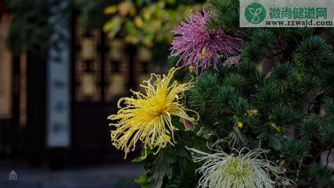 金秋赏菊的朋友圈说说 金秋赏菊的好看的图片