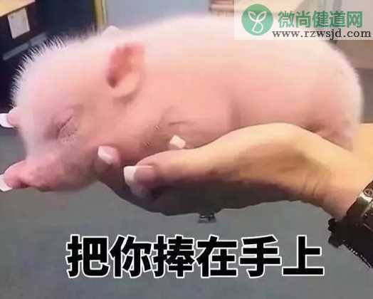 想吃猪肉搞笑朋友圈说说 想