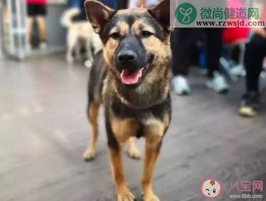 深圳中华田园犬可办犬证了是真的吗 深圳中华田园犬