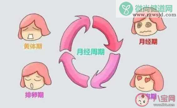 怀孕了还会排卵吗 怀孕后多久能恢复排卵