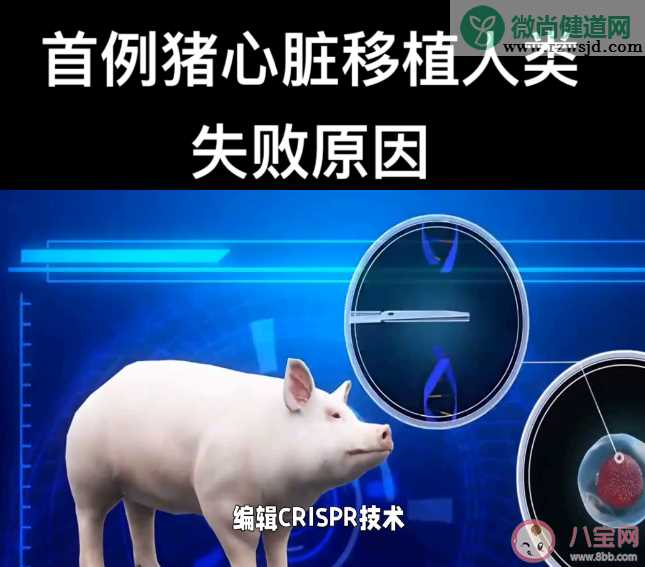 首位猪心移植患者心衰原因公布 猪心移植手术的原理是什么