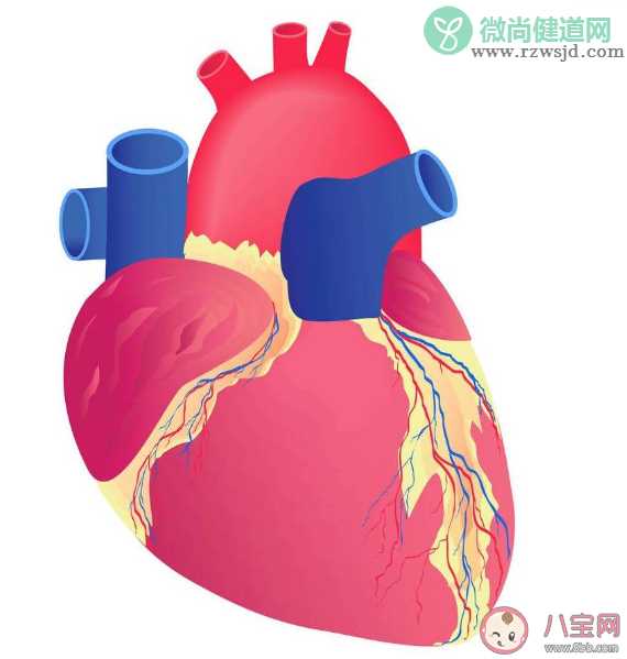 夏天心脏负担有多重 夏季如何预防心血管疾病