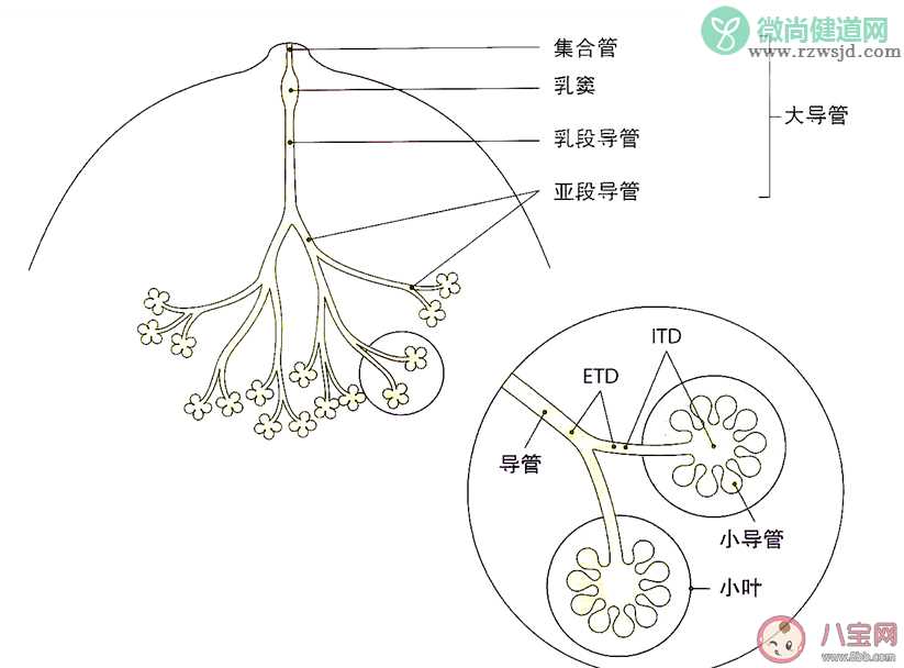 乳腺导管扩张需要治疗吗 乳