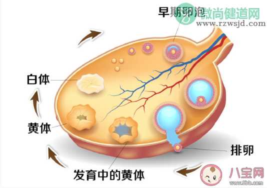 哪些行为会导致黄体破裂 黄