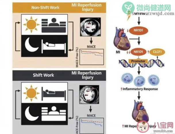 熬夜后的心脏有哪些变化 应