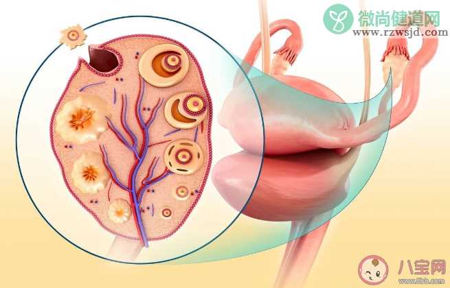 卵巢早衰可以逆转恢复吗 卵巢保养重在预防过早衰老