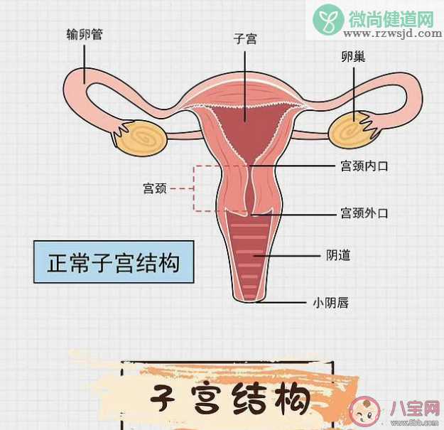 人流后支离破碎的子宫 人流