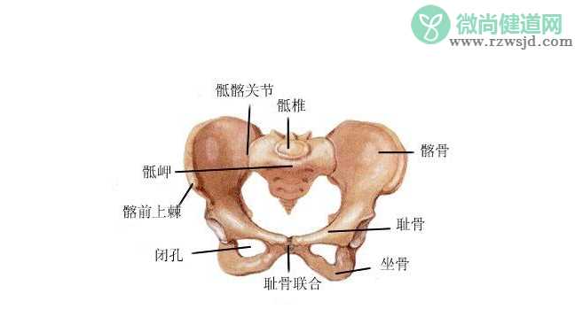 孕晚期耻骨疼是怎么回事 如何缓解孕期耻骨疼