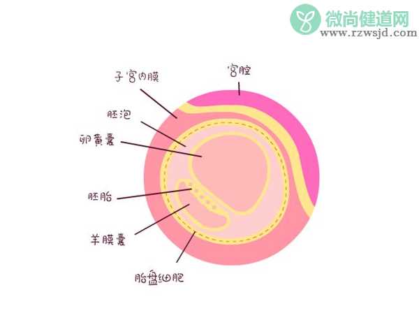 卵黄囊什么时候出现 怀孕为