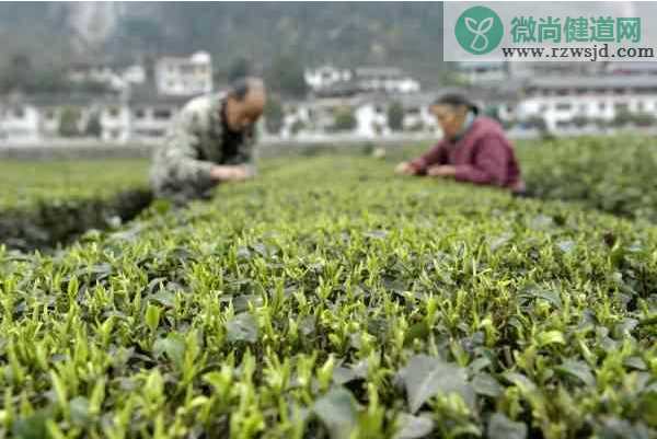 春分是什么意思 有关春分的