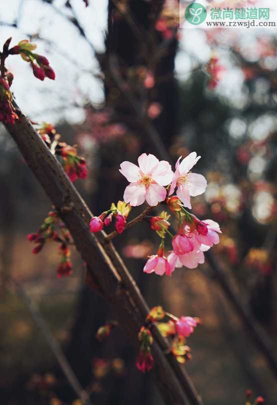 拍照赏樱花的心情说说 赏樱花的唯美心情说说图片大全