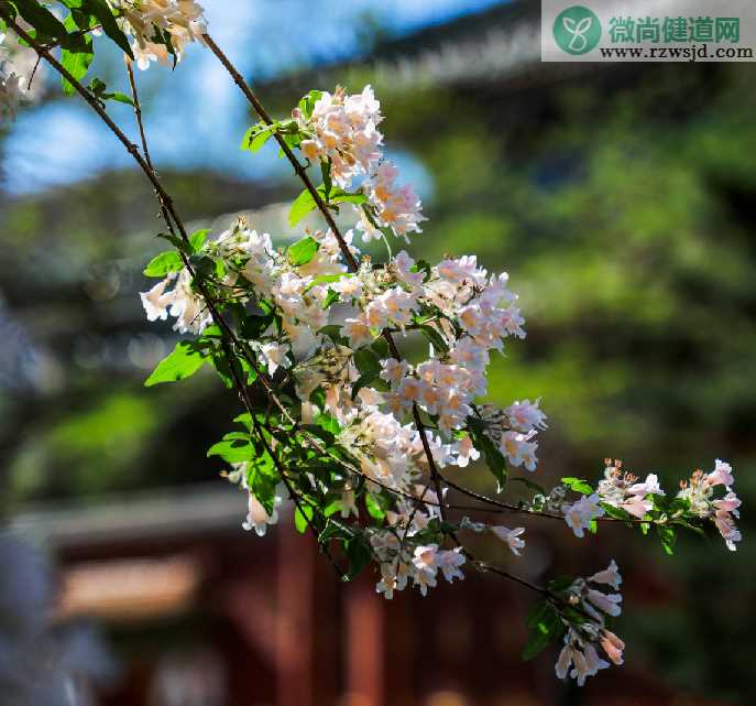 初夏时节的优美句子 初夏心