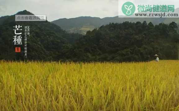 芒种养生吃什么 2019芒种养生传统食物