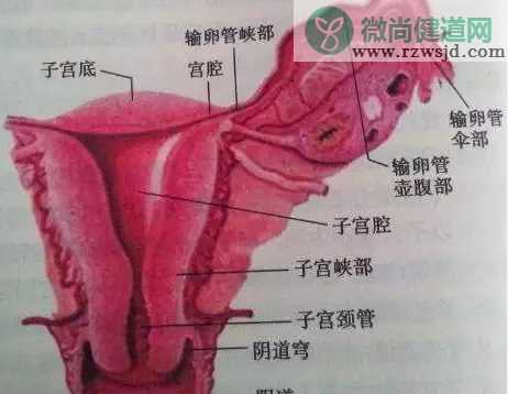 子宫内膜炎有哪些症状 子宫