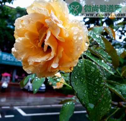 形容秋天下雨的心情句子 秋天下雨感慨说说心情