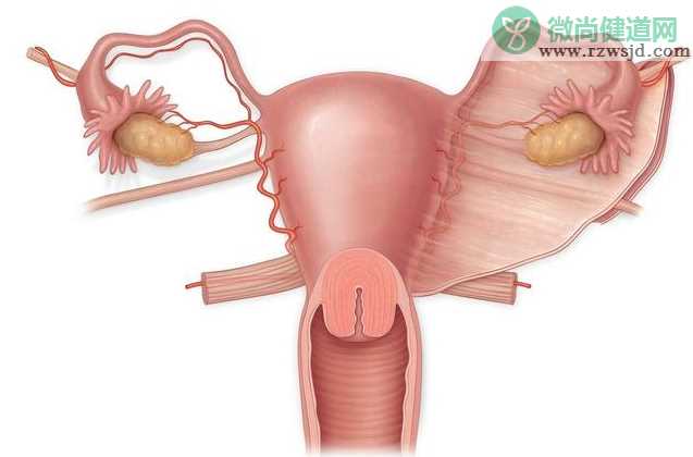 女性输卵管切掉一根还能生孩子吗 什么情况需要输卵管切除