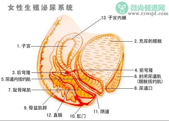 女人阴道干涩怎么办 女人阴道干涩会有哪些危害