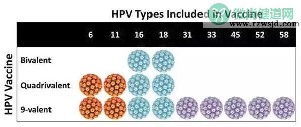 四价hpv疫苗是什么意思 四价