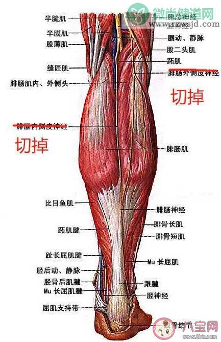 小腿肌肉阻断术瘦腿原理是什么 小腿肌肉阻断术有什么危害