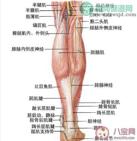 小腿肌肉阻断术瘦腿原理是什么 小腿肌肉阻断术有什么危害