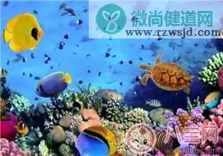 海洋生物趣味多 鱼类简笔画