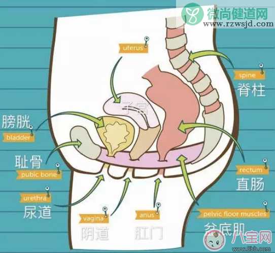 产后如何进行盆底肌治疗 什么才是正确的凯格尔运动