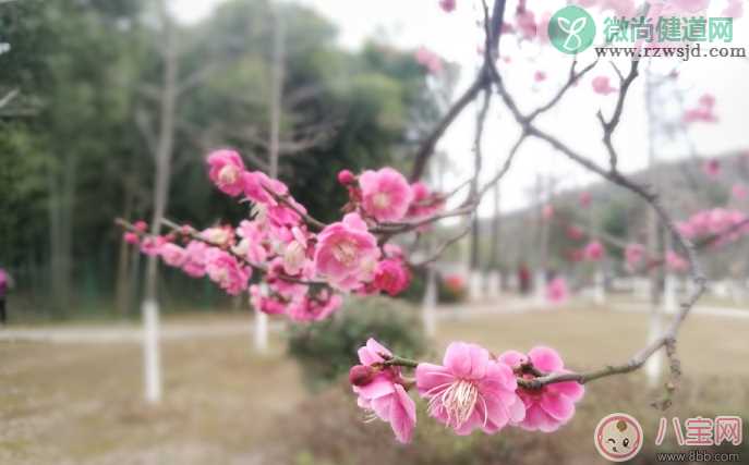 赏花的心情说说 2018春天去赏花的说说朋友圈