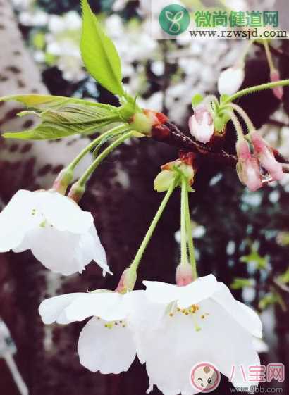 下雨看樱花怎么发朋友圈 下雨天看樱花晒图心情说说