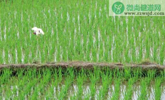 2018芒种配图励志晚安心语 芒种节气晚安问候语