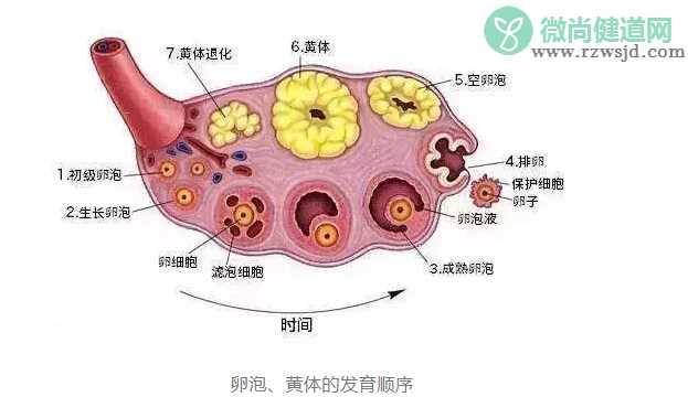 黄体破裂是什么原因造成的 黄体破裂有哪些症状