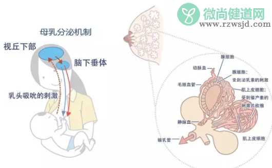 产后喝母鸡汤催乳吗 产后催乳的正确时间