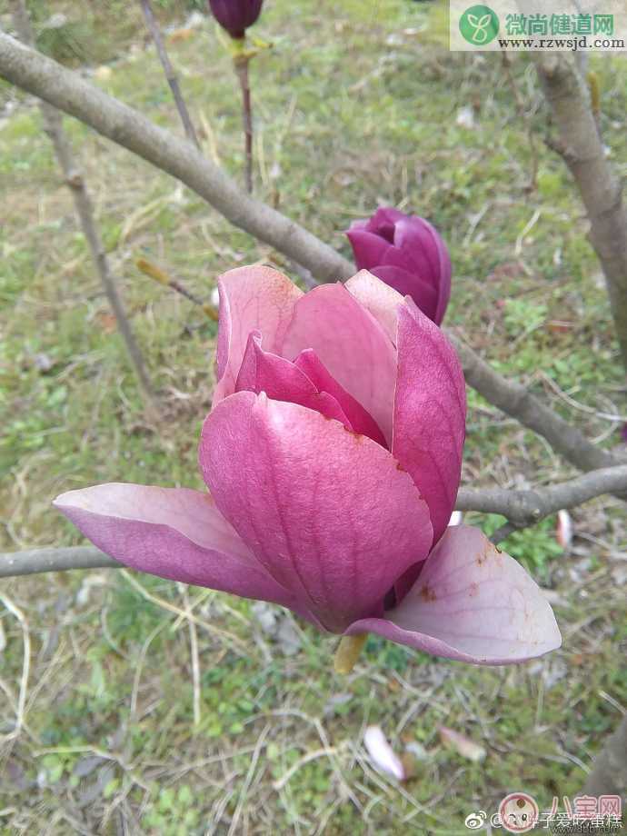 赏花的心情说说 2018春天去赏花的说说朋友圈